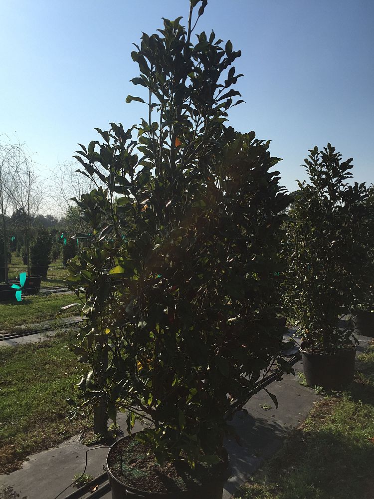 magnolia-grandiflora-bracken-s-brown-beauty-southern-magnolia