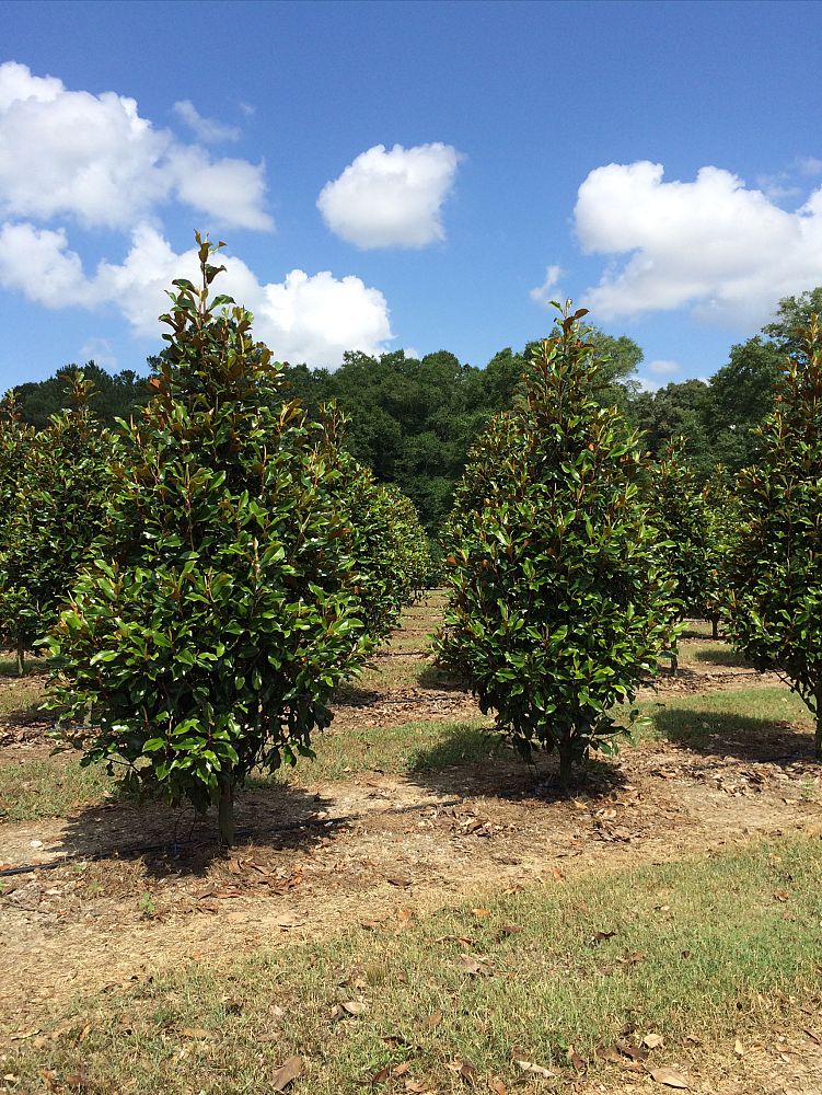 magnolia-grandiflora-bracken-s-brown-beauty-southern-magnolia