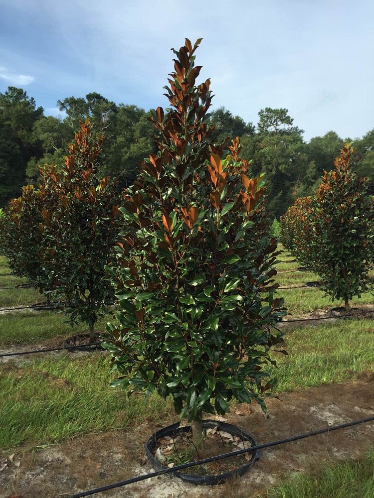 magnolia-grandiflora-bracken-s-brown-beauty-southern-magnolia