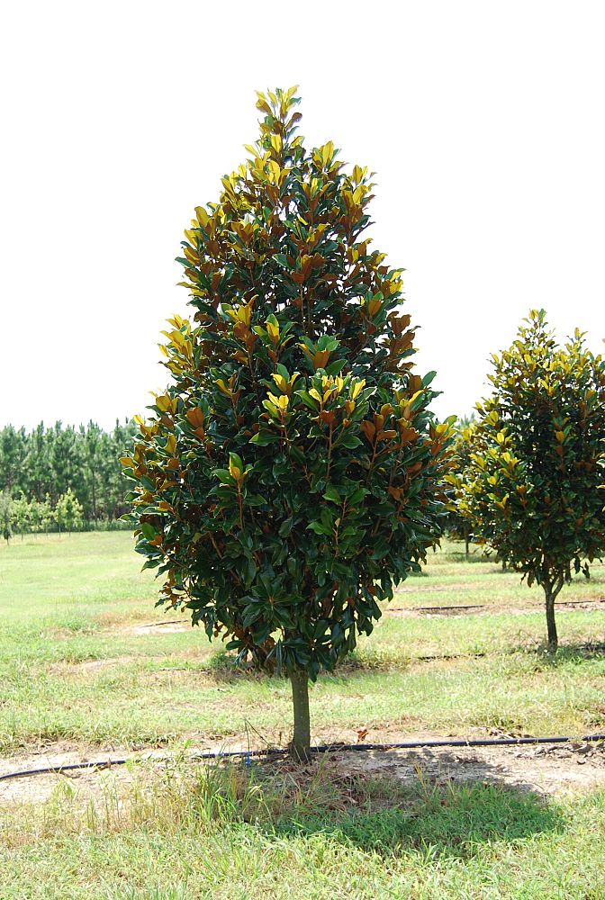 magnolia-grandiflora-bracken-s-brown-beauty-southern-magnolia