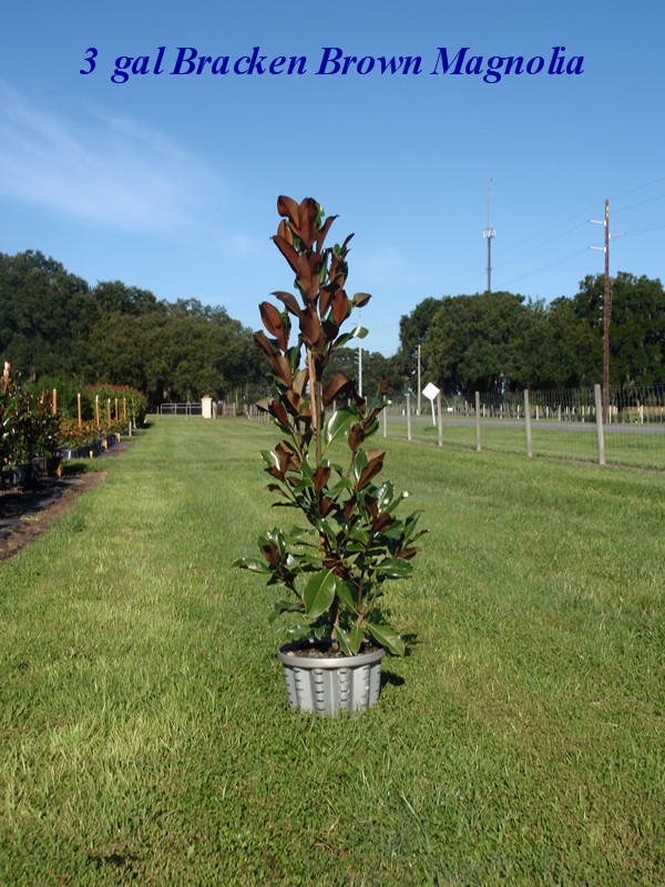 magnolia-grandiflora-bracken-s-brown-beauty-southern-magnolia