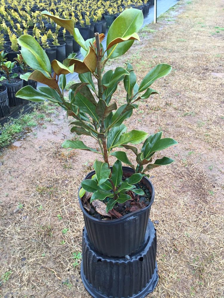 magnolia-grandiflora-bracken-s-brown-beauty-southern-magnolia