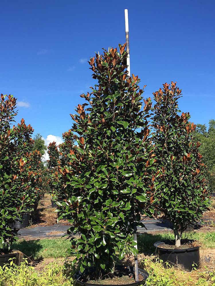 magnolia-grandiflora-bracken-s-brown-beauty-southern-magnolia