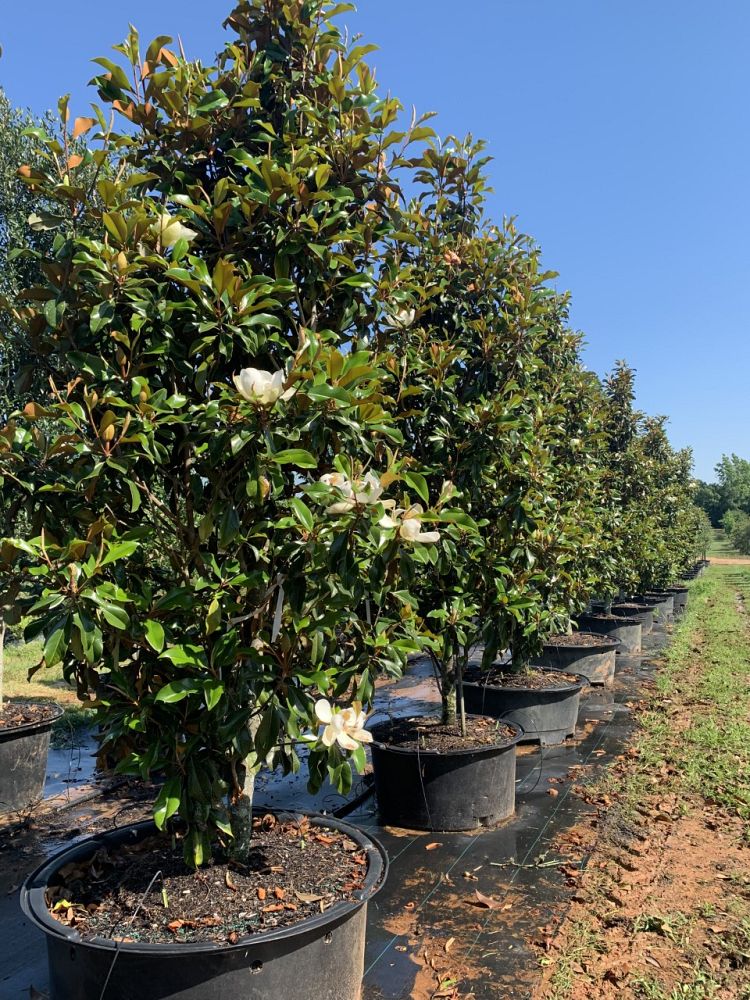 magnolia-grandiflora-bracken-s-brown-beauty-southern-magnolia