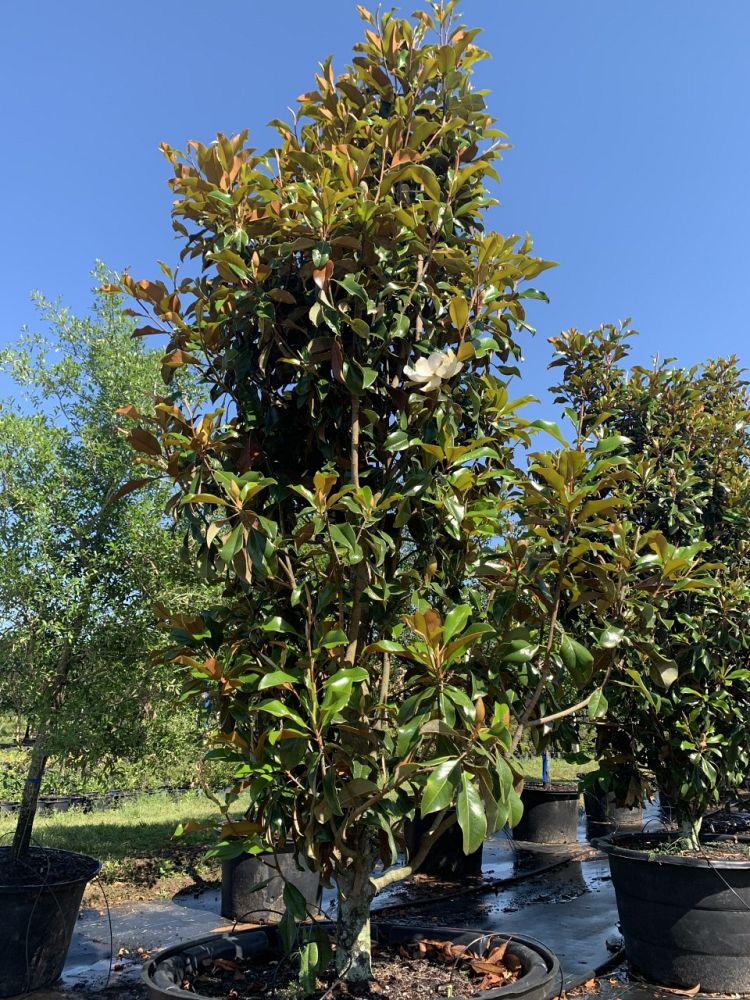 magnolia-grandiflora-bracken-s-brown-beauty-southern-magnolia