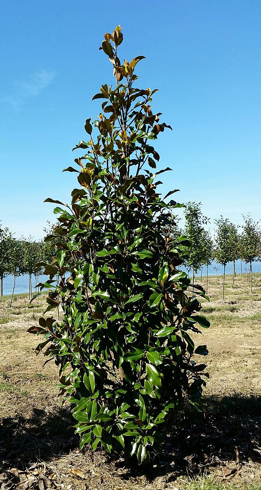 magnolia-grandiflora-bracken-s-brown-beauty-southern-magnolia