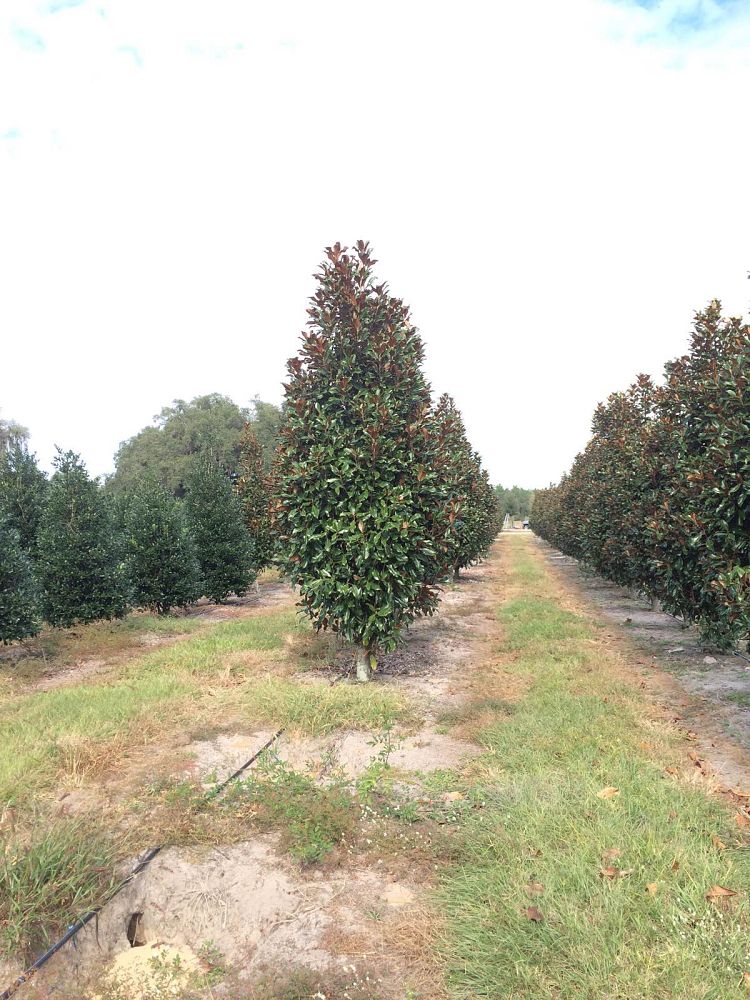 magnolia-grandiflora-bracken-s-brown-beauty-southern-magnolia