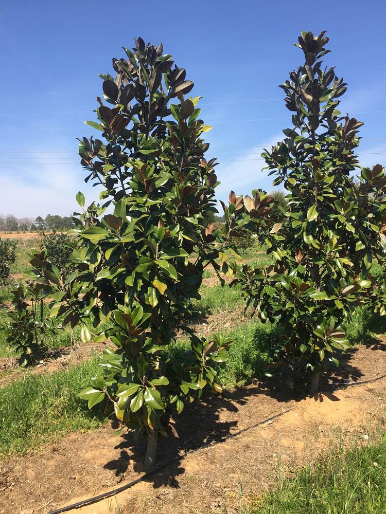 magnolia-grandiflora-bracken-s-brown-beauty-southern-magnolia