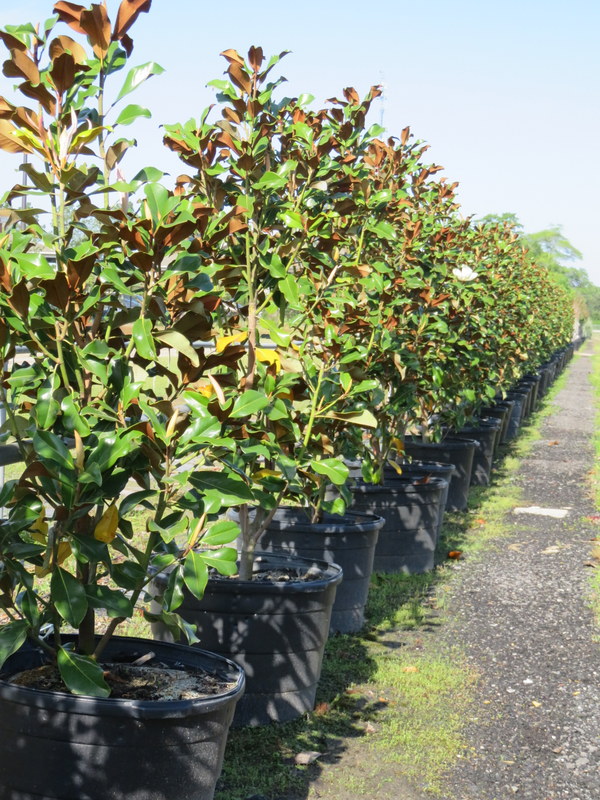 magnolia-grandiflora-bracken-s-brown-beauty-southern-magnolia