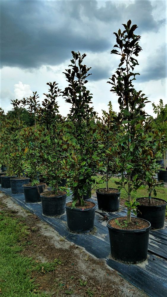 magnolia-grandiflora-bracken-s-brown-beauty-southern-magnolia