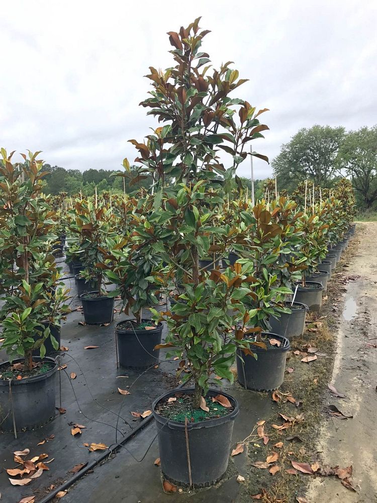 magnolia-grandiflora-bracken-s-brown-beauty-southern-magnolia