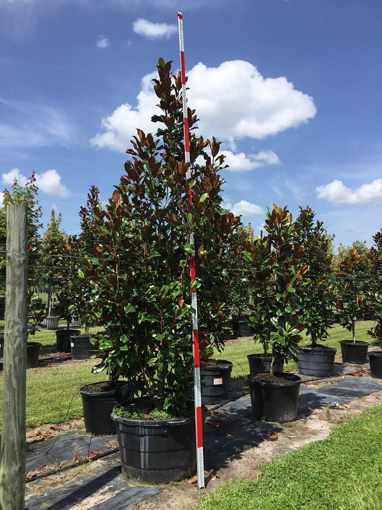 magnolia-grandiflora-bracken-s-brown-beauty-southern-magnolia