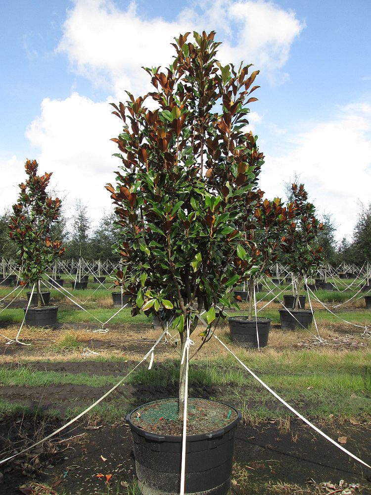 magnolia-grandiflora-bracken-s-brown-beauty-southern-magnolia