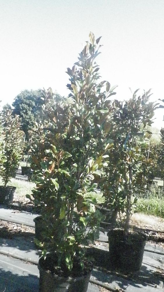 magnolia-grandiflora-bracken-s-brown-beauty-southern-magnolia