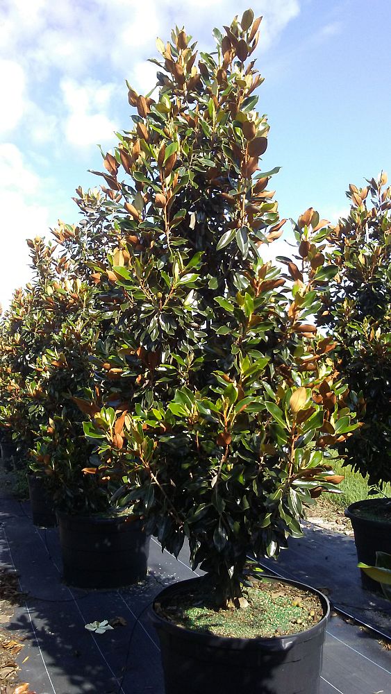 magnolia-grandiflora-bracken-s-brown-beauty-southern-magnolia