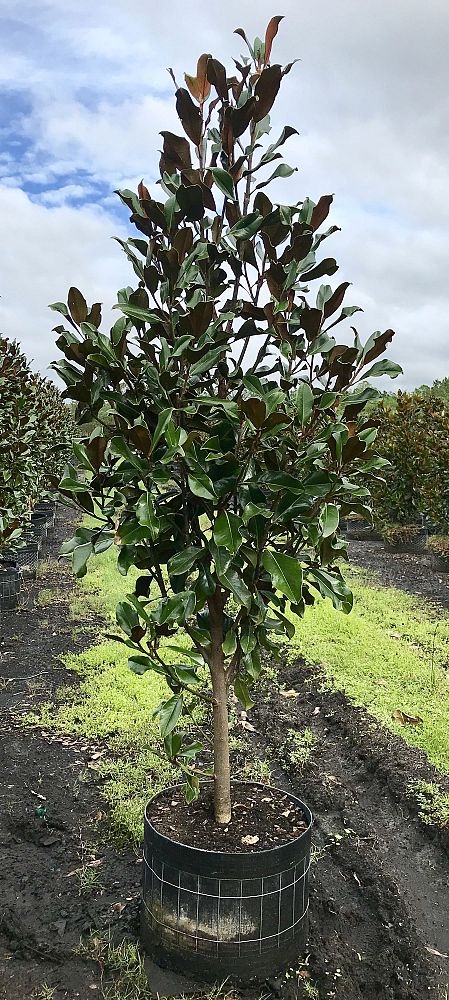 magnolia-grandiflora-bracken-s-brown-beauty-southern-magnolia