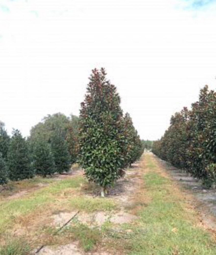magnolia-grandiflora-bracken-s-brown-beauty-southern-magnolia