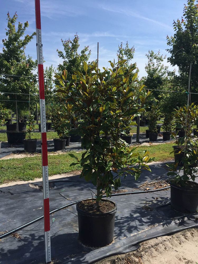 magnolia-grandiflora-bracken-s-brown-beauty-southern-magnolia