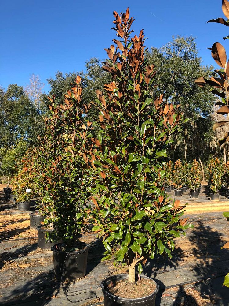magnolia-grandiflora-bracken-s-brown-beauty-southern-magnolia