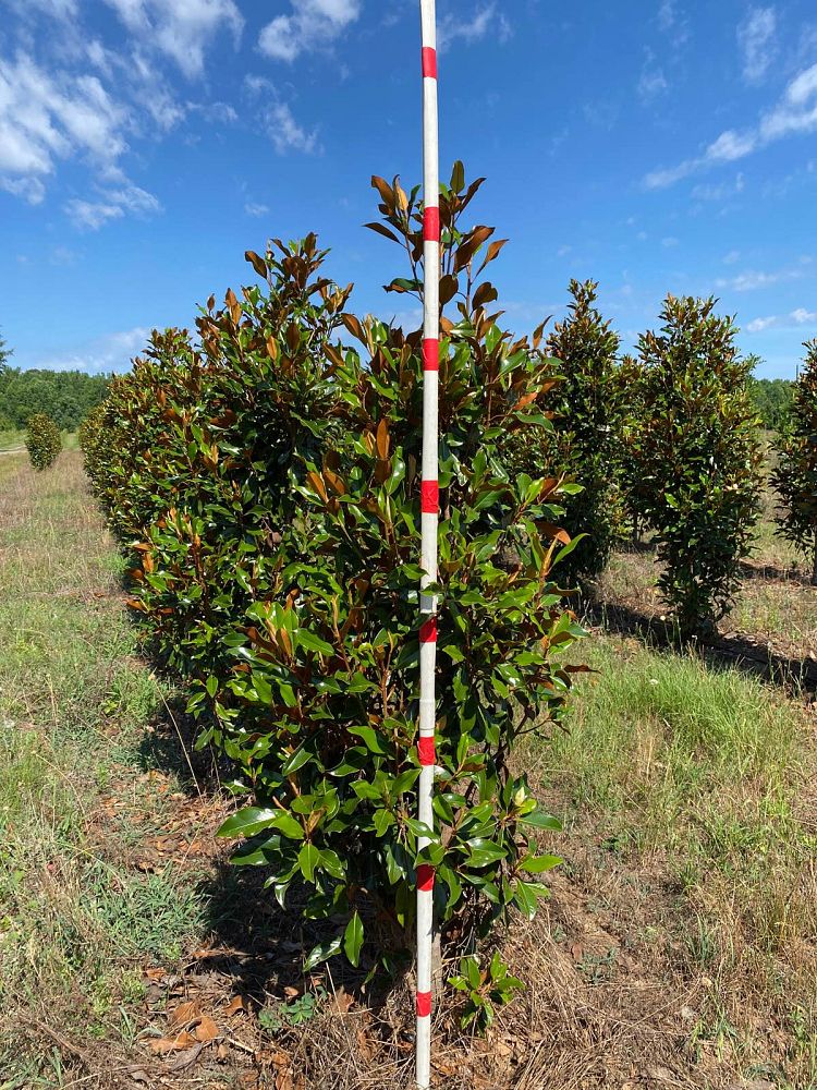 magnolia-grandiflora-bracken-s-brown-beauty-southern-magnolia