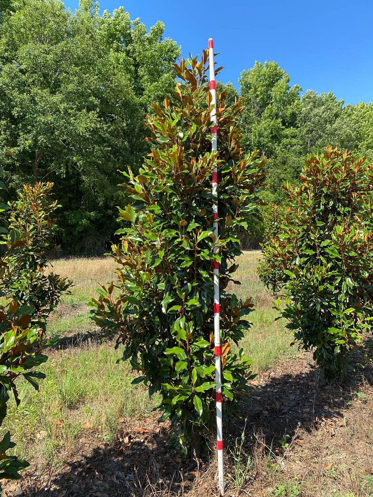 magnolia-grandiflora-bracken-s-brown-beauty-southern-magnolia