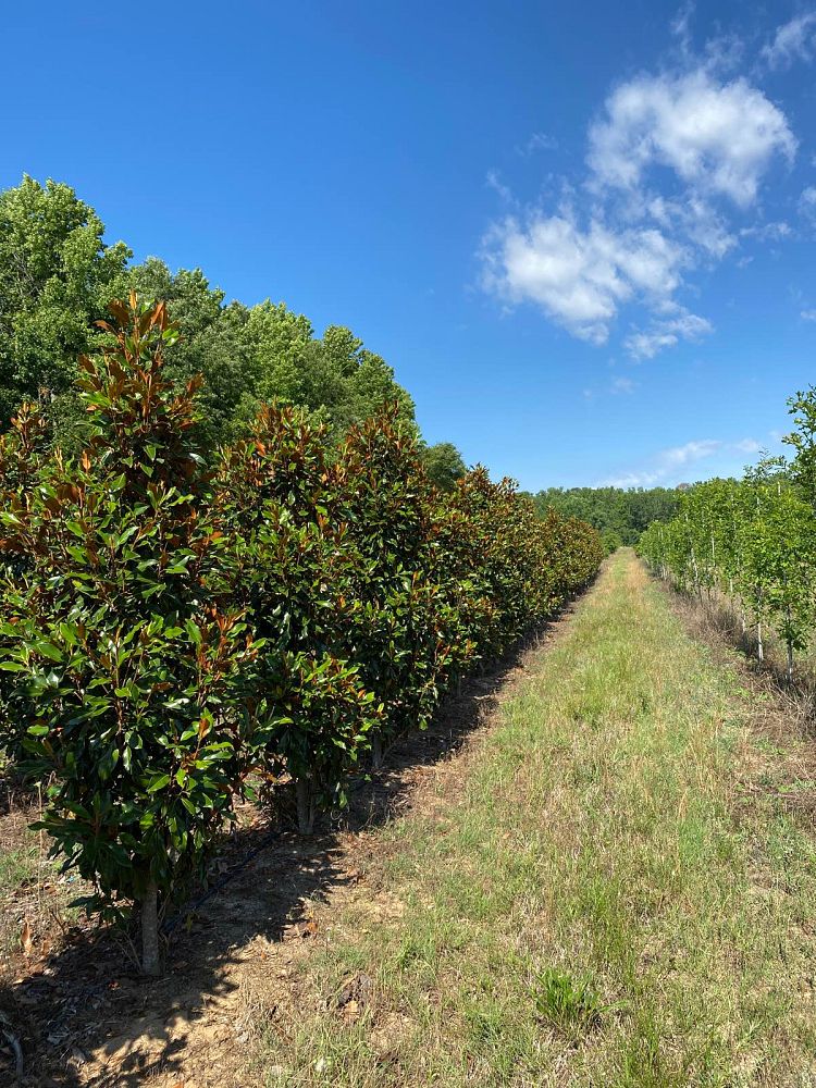 magnolia-grandiflora-bracken-s-brown-beauty-southern-magnolia