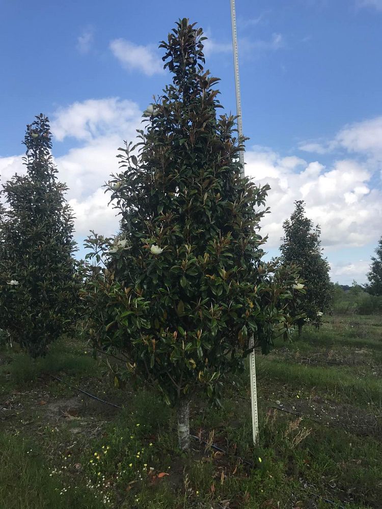 magnolia-grandiflora-bracken-s-brown-beauty-southern-magnolia