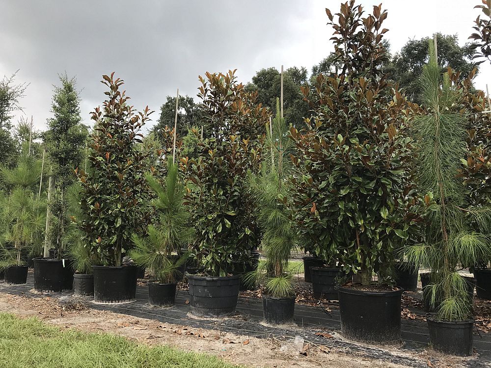 magnolia-grandiflora-bracken-s-brown-beauty-southern-magnolia