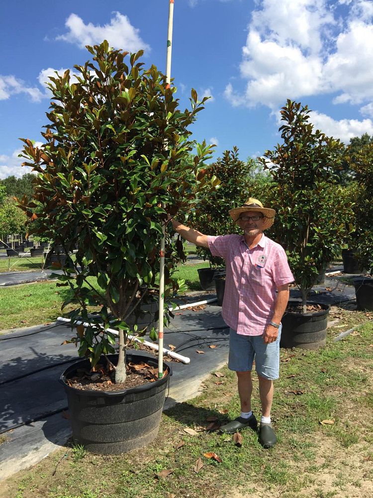 magnolia-grandiflora-bracken-s-brown-beauty-southern-magnolia