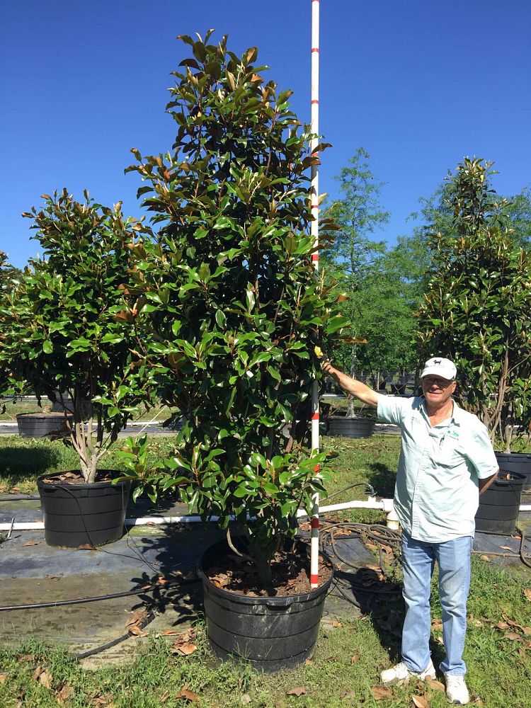 magnolia-grandiflora-bracken-s-brown-beauty-southern-magnolia
