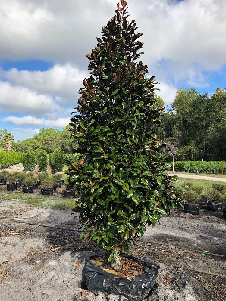 magnolia-grandiflora-bracken-s-brown-beauty-southern-magnolia