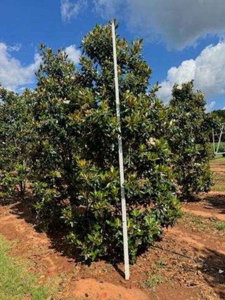 magnolia-grandiflora-bracken-s-brown-beauty-southern-magnolia