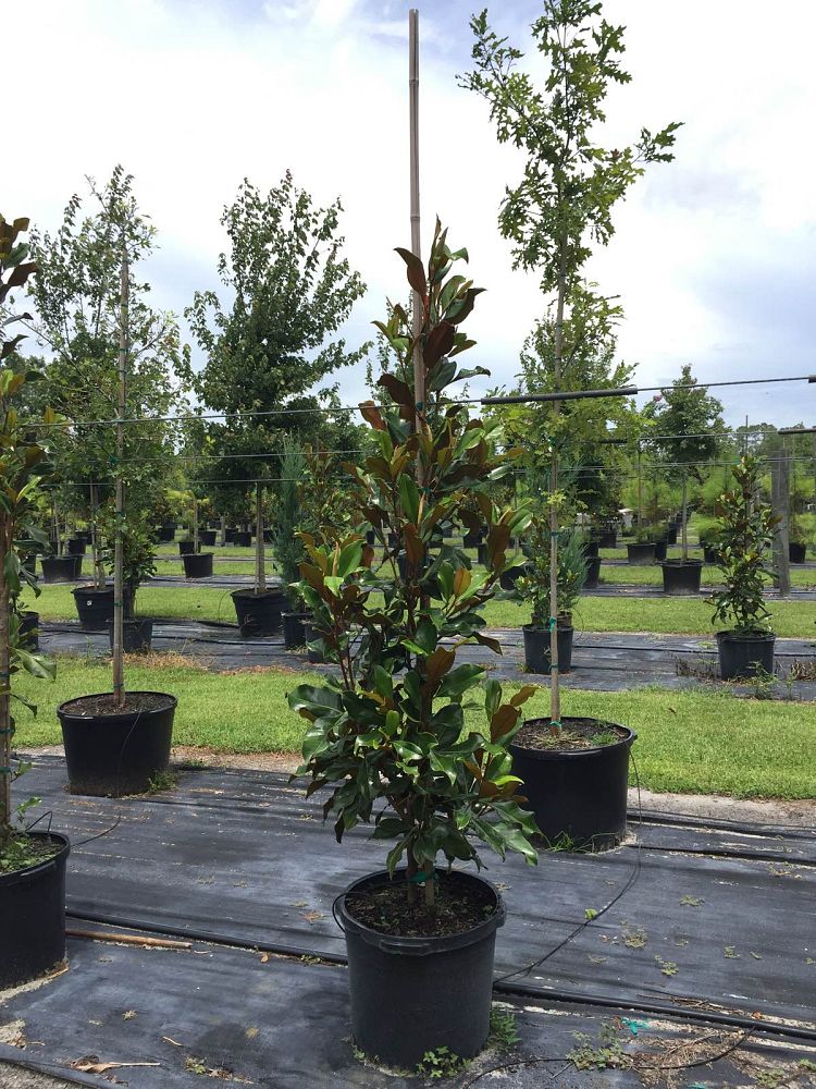 magnolia-grandiflora-bracken-s-brown-beauty-southern-magnolia