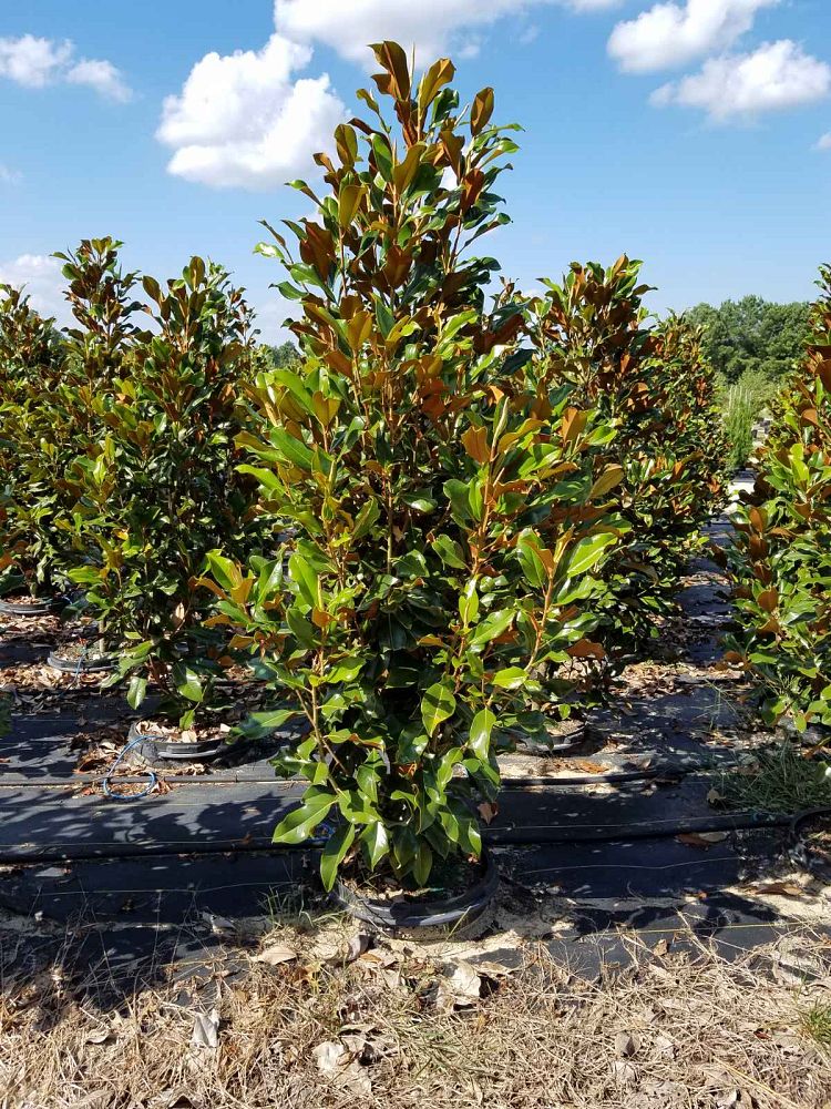 magnolia-grandiflora-bracken-s-brown-beauty-southern-magnolia