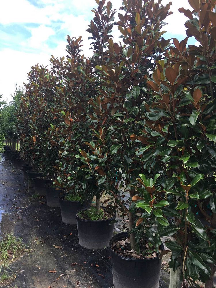magnolia-grandiflora-bracken-s-brown-beauty-southern-magnolia