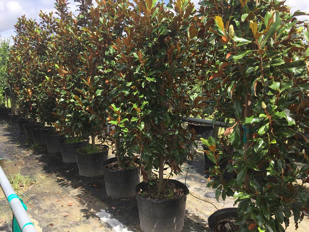 magnolia-grandiflora-bracken-s-brown-beauty-southern-magnolia