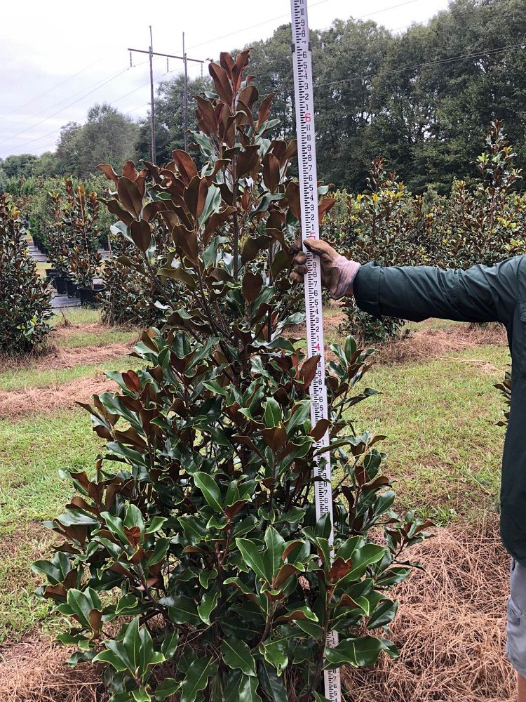 magnolia-grandiflora-bracken-s-brown-beauty-southern-magnolia