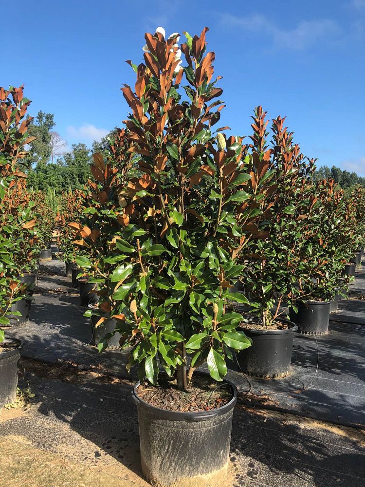 magnolia-grandiflora-bracken-s-brown-beauty-southern-magnolia