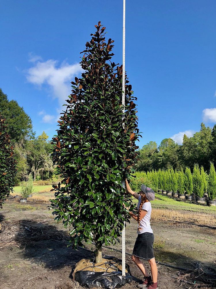 magnolia-grandiflora-bracken-s-brown-beauty-southern-magnolia