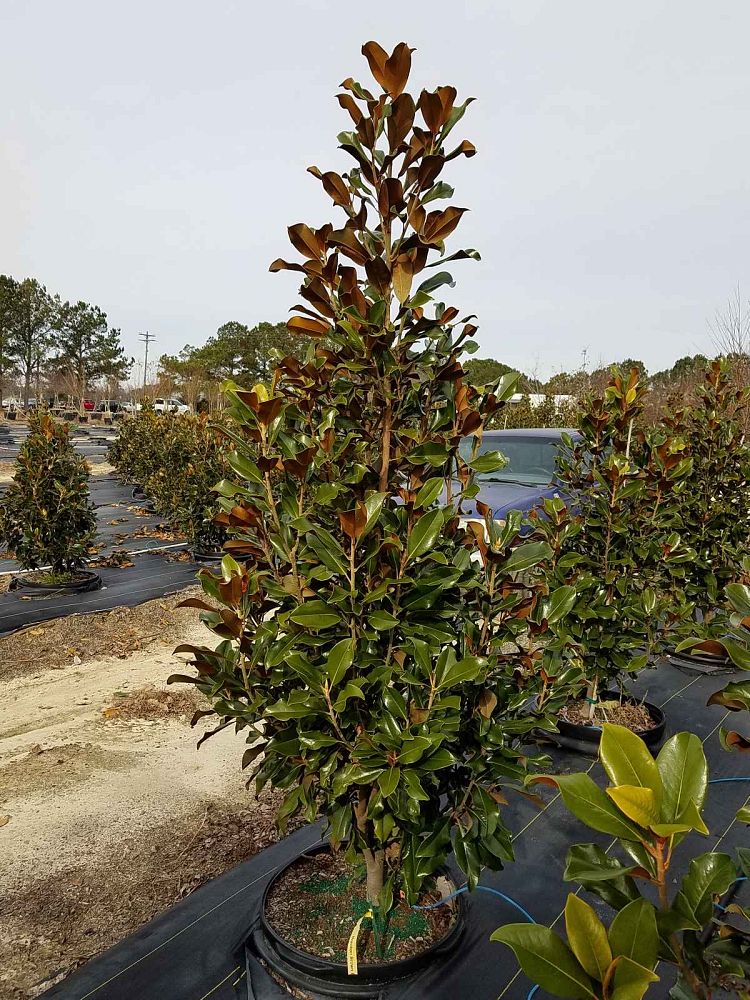 magnolia-grandiflora-bracken-s-brown-beauty-southern-magnolia