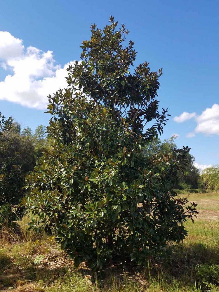 magnolia-grandiflora-bracken-s-brown-beauty-southern-magnolia