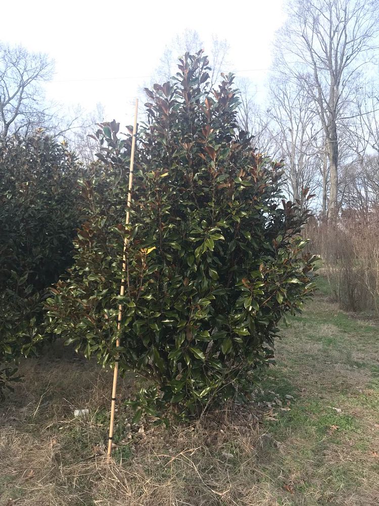magnolia-grandiflora-bracken-s-brown-beauty-southern-magnolia