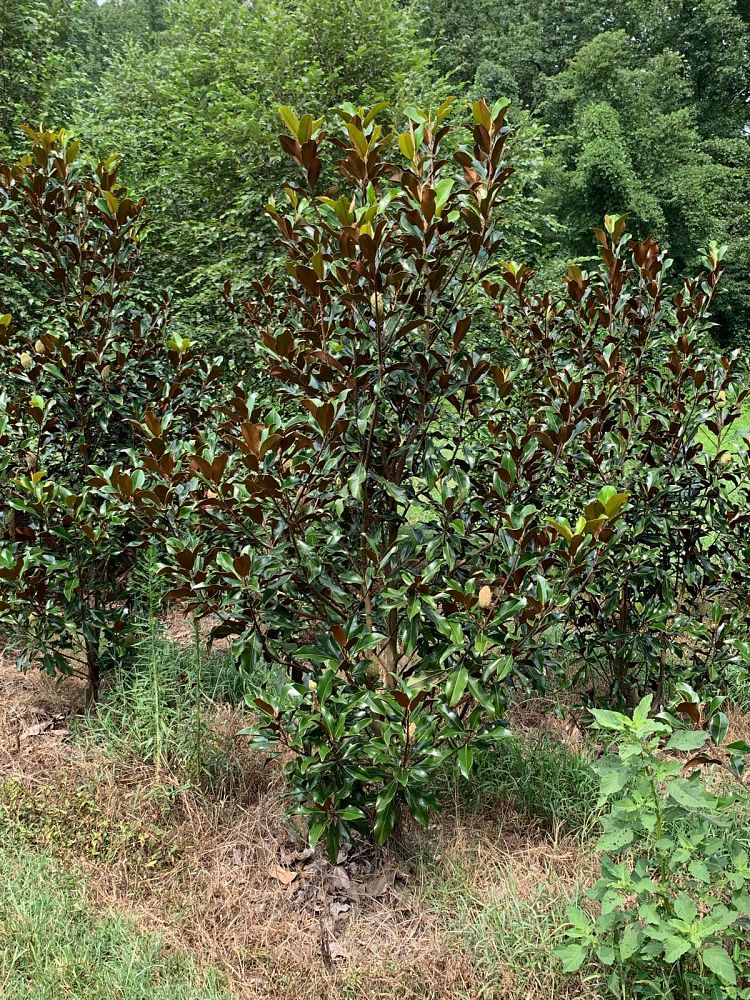 magnolia-grandiflora-bracken-s-brown-beauty-southern-magnolia