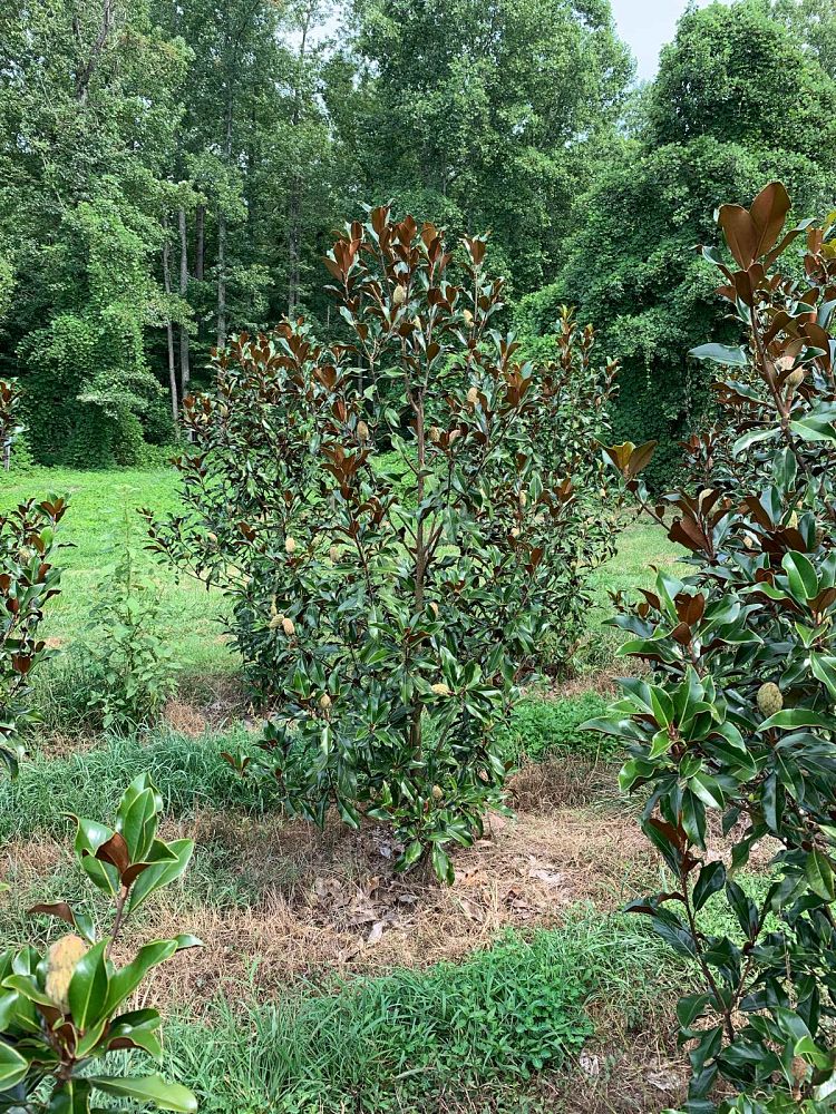 magnolia-grandiflora-bracken-s-brown-beauty-southern-magnolia