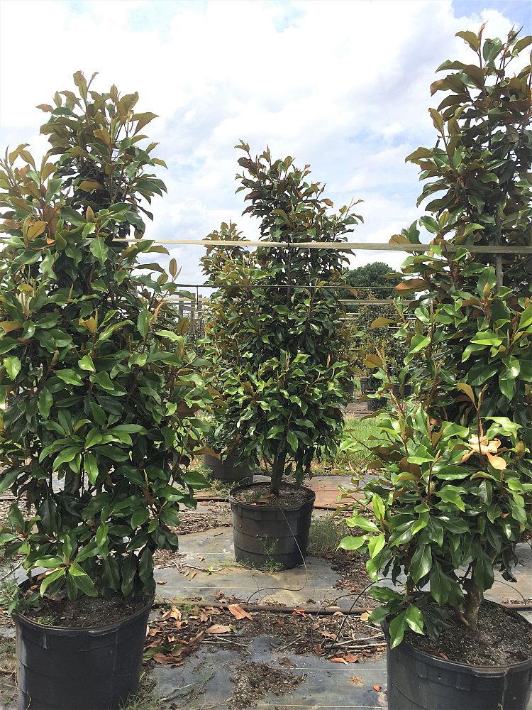 magnolia-grandiflora-bracken-s-brown-beauty-southern-magnolia
