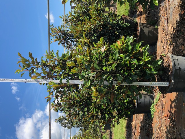 magnolia-grandiflora-bracken-s-brown-beauty-southern-magnolia