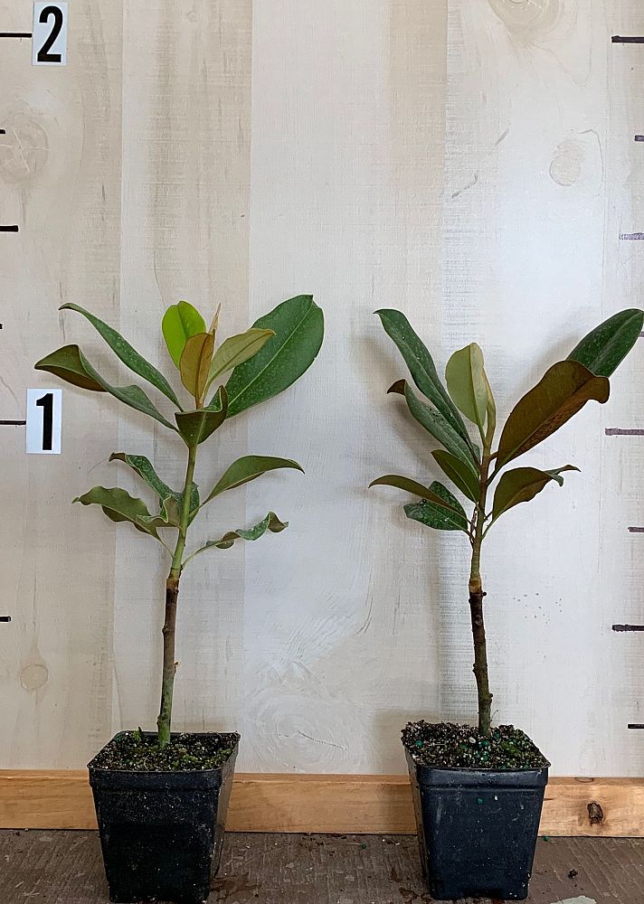 magnolia-grandiflora-bracken-s-brown-beauty-southern-magnolia