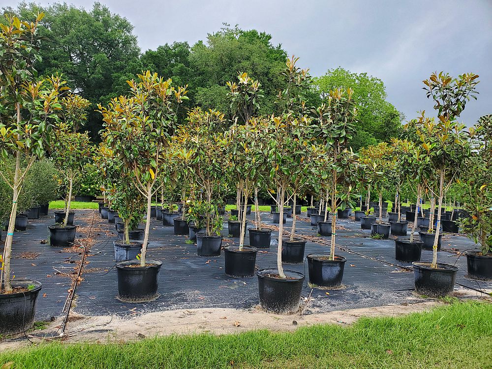 magnolia-grandiflora-bracken-s-brown-beauty-southern-magnolia