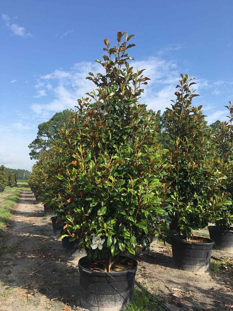 magnolia-grandiflora-bracken-s-brown-beauty-southern-magnolia