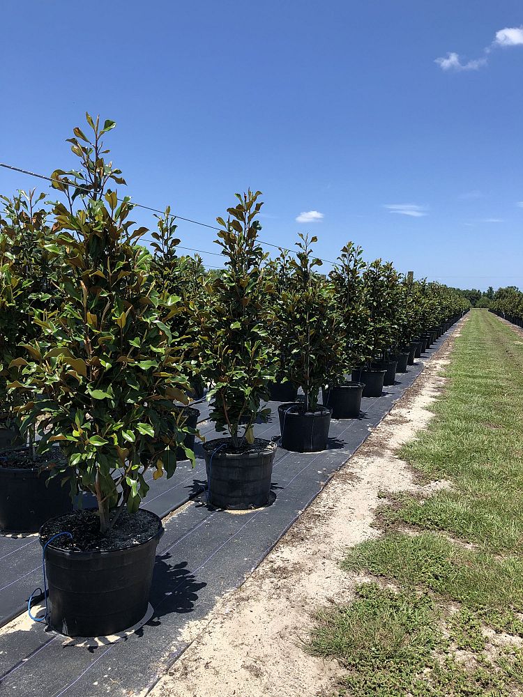 magnolia-grandiflora-bracken-s-brown-beauty-southern-magnolia